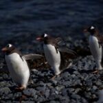 gripe-aviaria-e-encontrada-em-pinguins-perto-da-antartida;-200-filhotes-morrem