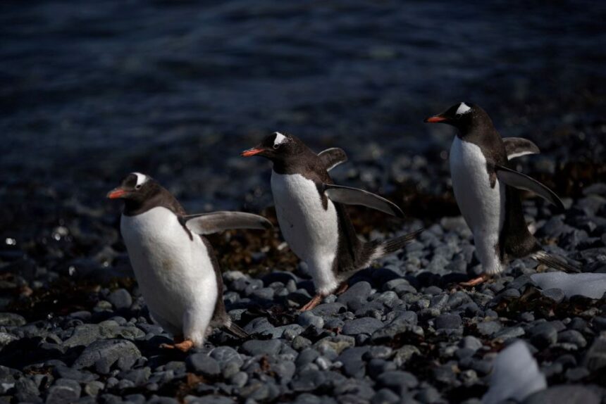 gripe-aviaria-e-encontrada-em-pinguins-perto-da-antartida;-200-filhotes-morrem